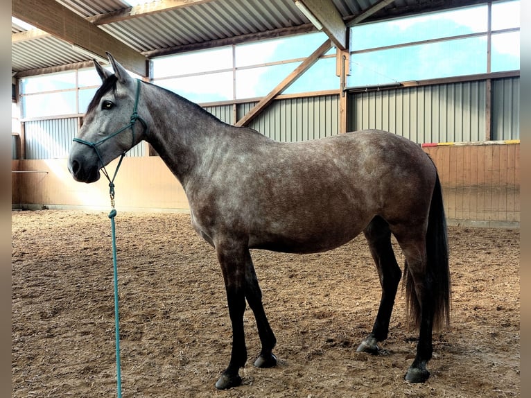 PRE Mix Mare 7 years 16 hh Grey in Hagen