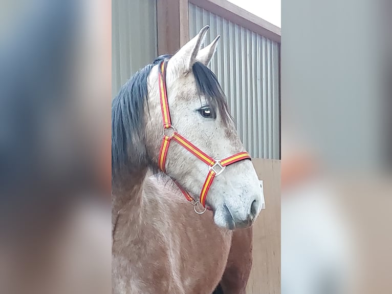 PRE Mix Mare 7 years 16 hh Grey in Hagen