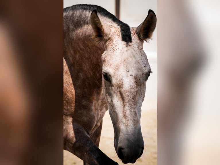 PRE Mix Mare 7 years 16 hh Grey-Red-Tan in Rafelguaraf