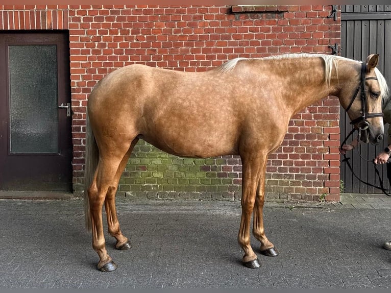 PRE Mix Mare 7 years 16 hh Palomino in Hamburg