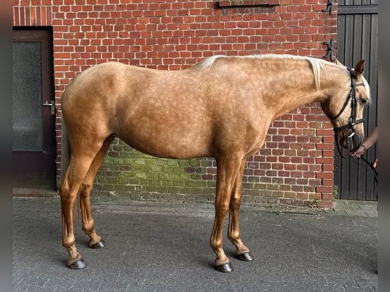 PRE Mix Mare 7 years 16 hh Palomino in Hamburg