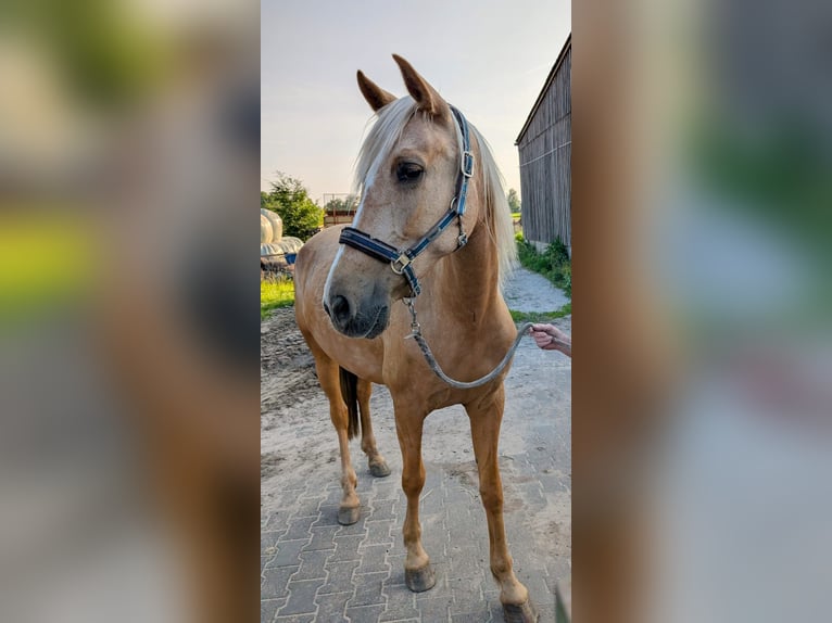 PRE Mix Mare 7 years 16 hh Palomino in Hamburg