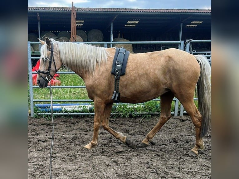 PRE Mix Mare 7 years 16 hh Palomino in Hamburg