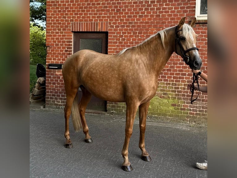 PRE Mix Mare 7 years 16 hh Palomino in Hamburg