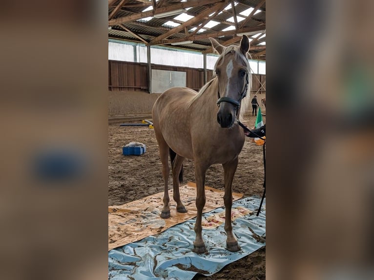 PRE Mix Mare 7 years 16 hh Palomino in Hamburg