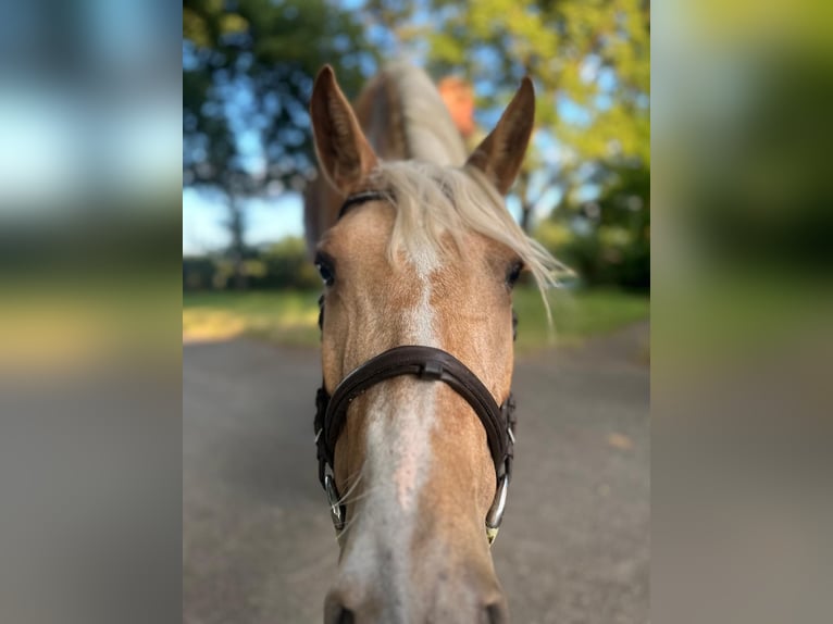 PRE Mix Mare 7 years 16 hh Palomino in Hamburg