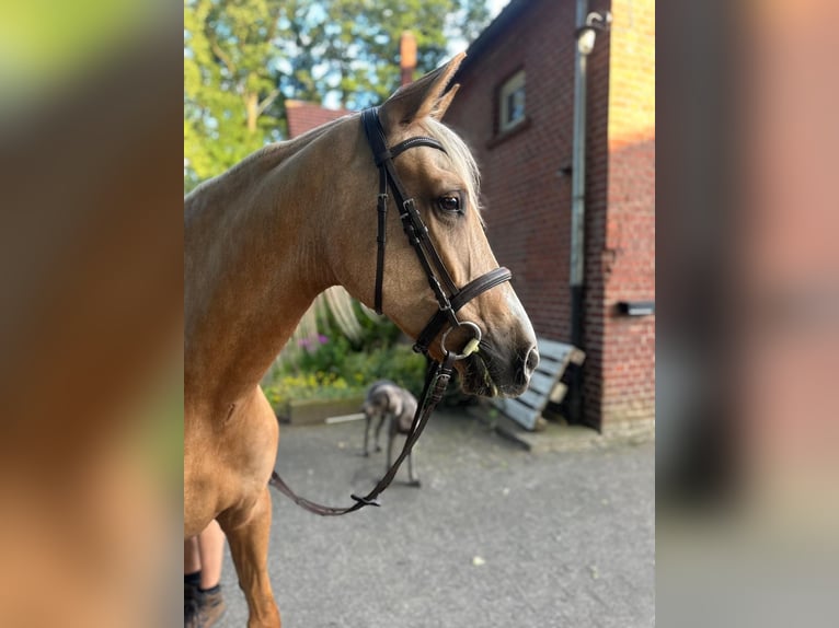 PRE Mix Mare 7 years 16 hh Palomino in Verl