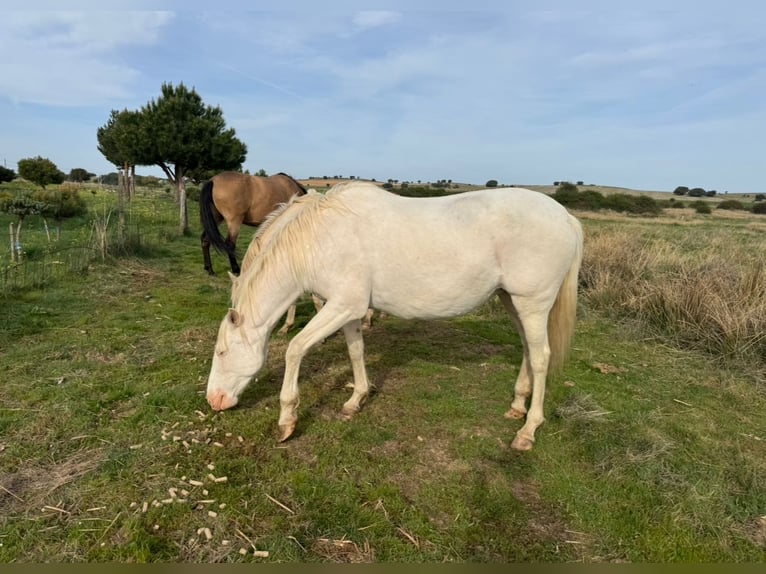 PRE Mix Mare 7 years 16 hh Perlino in Avila