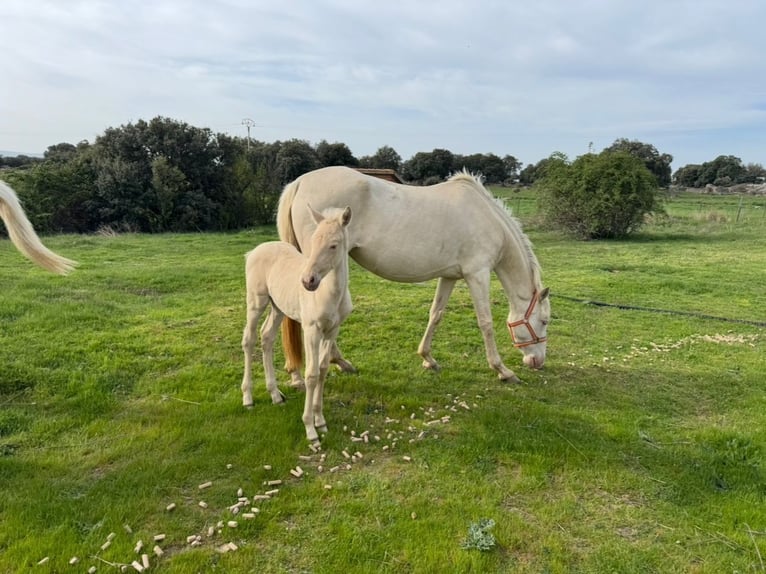 PRE Mix Mare 7 years 16 hh Perlino in Avila