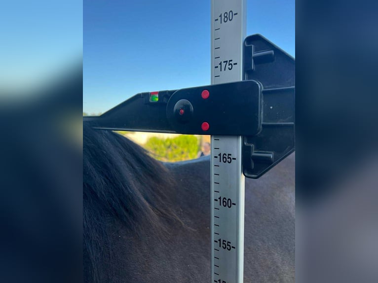 PRE Mix Mare 7 years 16,1 hh Black in Galaroza (Huelva)