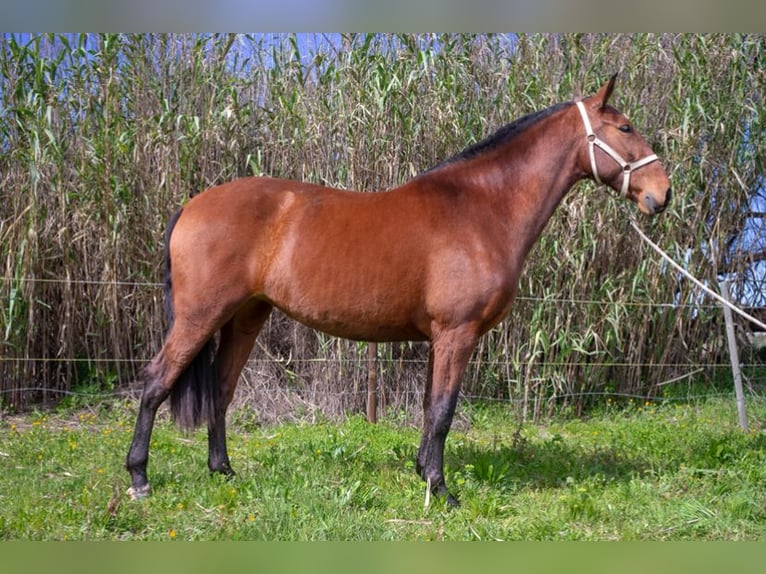 PRE Mare 7 years 16,1 hh Brown in Perpignan