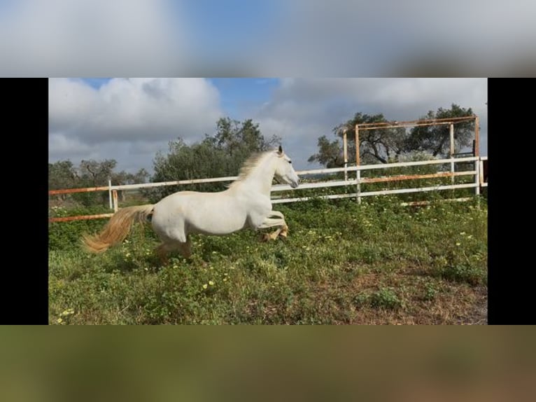 PRE Mare 7 years 16,1 hh Gray in Mairena Del Alcor