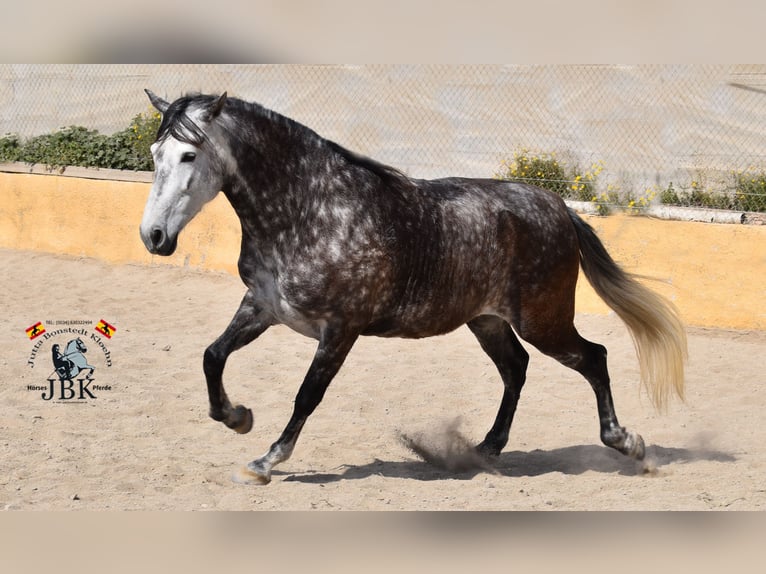 PRE Mix Mare 7 years 16,1 hh Gray in Tabernas Almer&#xED;a
