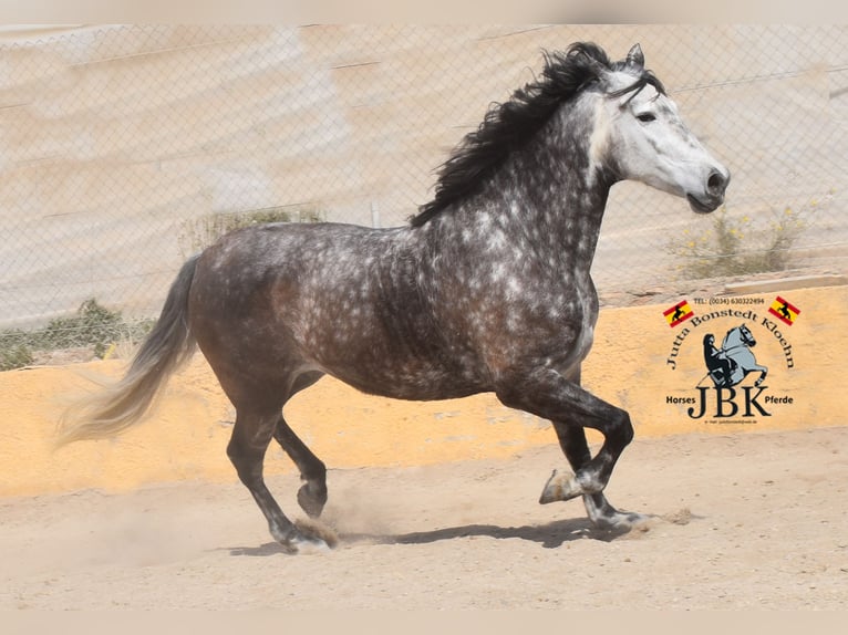 PRE Mix Mare 7 years 16,1 hh Gray in Tabernas Almer&#xED;a
