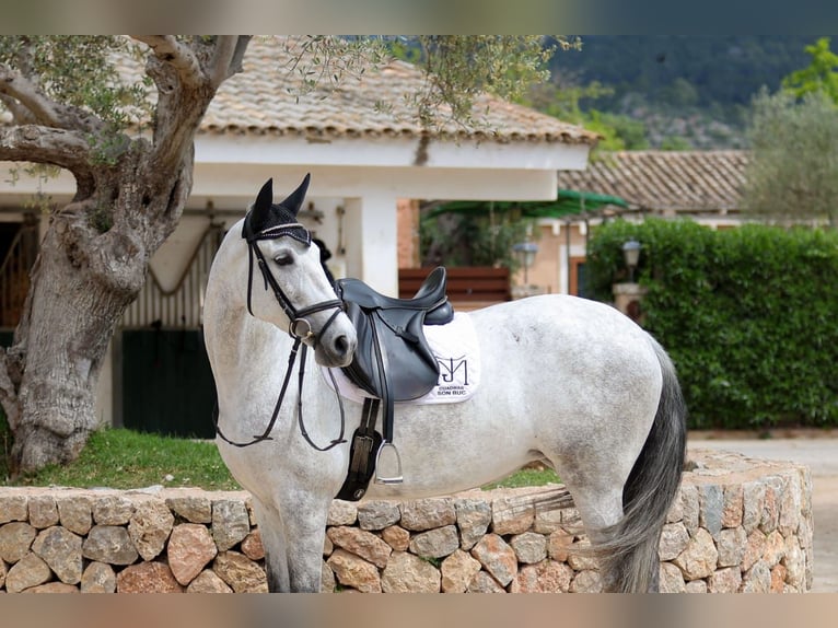 PRE Mare 7 years 16,1 hh Gray in Manacor