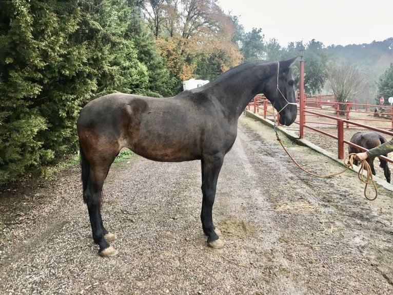 PRE Mare 7 years 16,2 hh Black in Galaroza (Huelva)