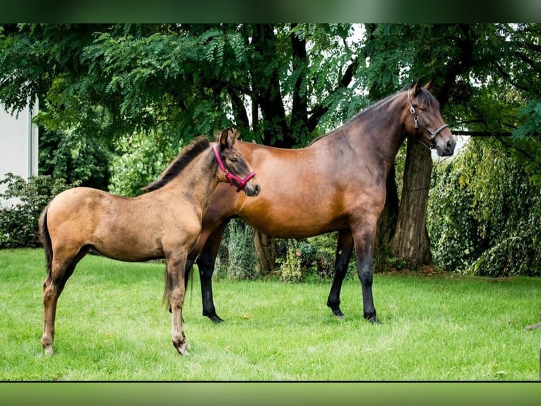 PRE Mare 7 years 16,2 hh  in Ruppichteroth