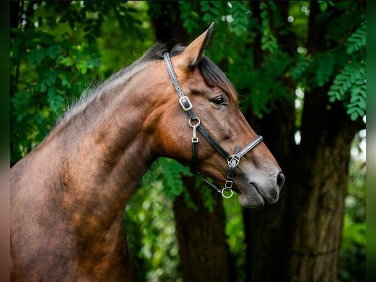 PRE Mare 7 years 16,2 hh  in Ruppichteroth