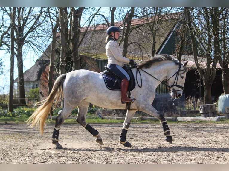 PRE Mare 7 years 16,2 hh Grey in Wremen