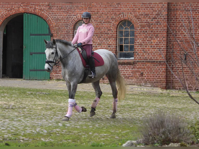 PRE Mare 7 years 16,2 hh Grey in Wremen