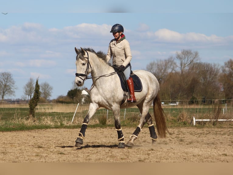 PRE Mare 7 years 16,2 hh Grey in Wremen