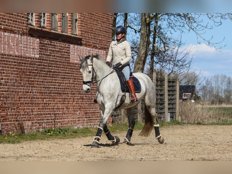 PRE Mare 7 years 16,2 hh Grey in Wremen