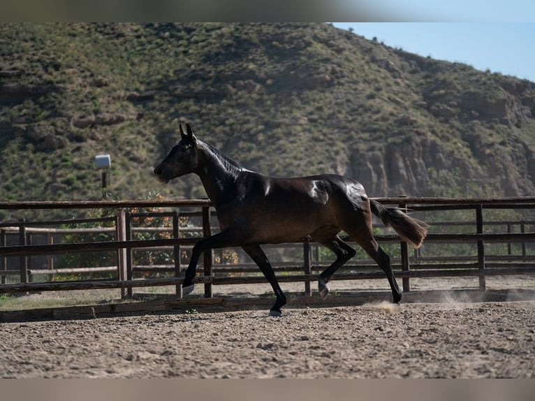 PRE Mare 7 years Brown in Santa Fe De Mondujar