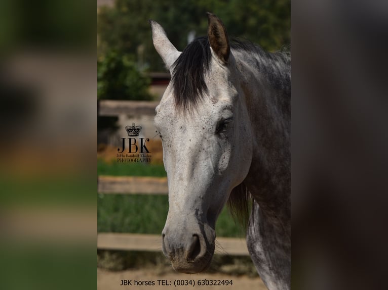 PRE Mix Mare 7 years Grey in Tabernas Almeria