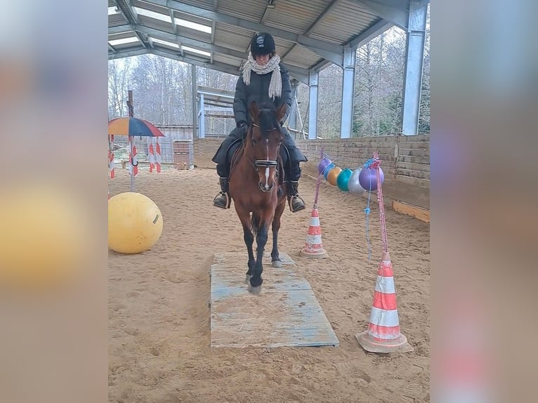 PRE Mare 8 years 15,1 hh Brown in Kasendorf