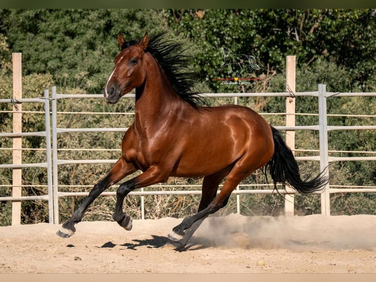PRE Mare 8 years 15,1 hh Brown in Kasendorf