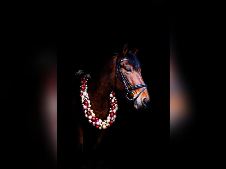 PRE Mare 8 years 15.1 hh  in Oldendorf