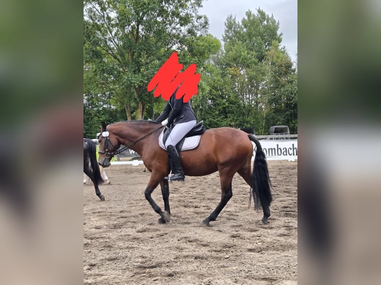 PRE Mare 8 years 15.1 hh  in Oldendorf