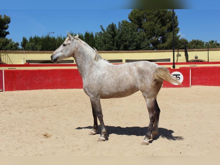 PRE Mix Mare 8 years 15,1 hh Gray in Rafelguaraf