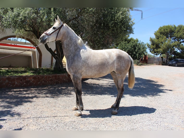 PRE Mix Mare 8 years 15,1 hh Gray in Rafelguaraf