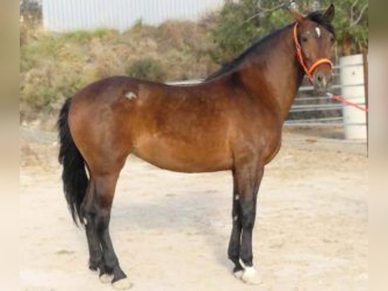 PRE Mix Mare 8 years 15,2 hh Bay in Murcia
