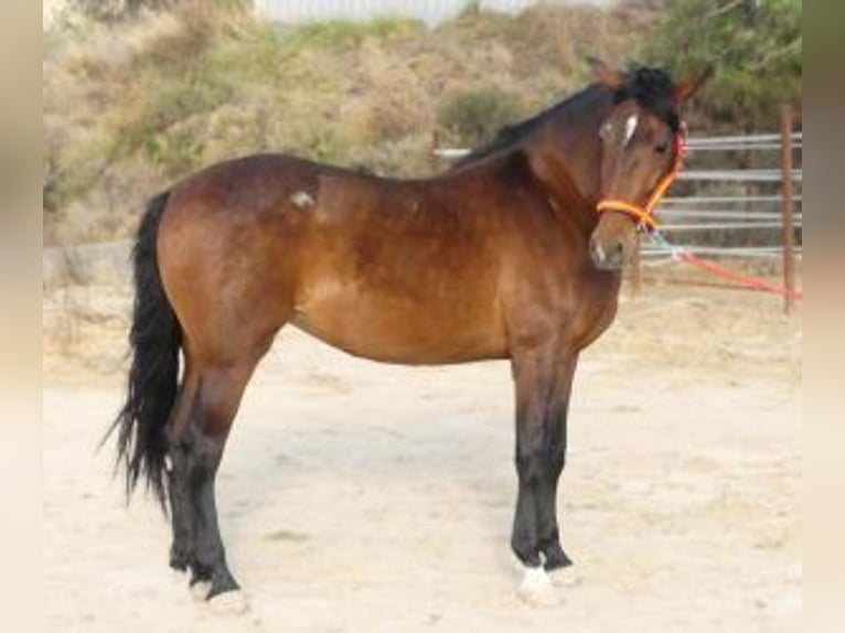 PRE Mix Mare 8 years 15,2 hh Bay in Murcia