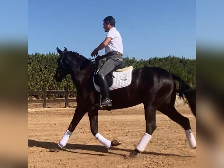 PRE Mix Mare 8 years 15.2 hh Black in Sevilla