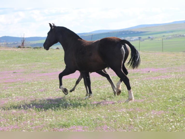 PRE Mix Mare 8 years 15,2 hh Black in Hümmel