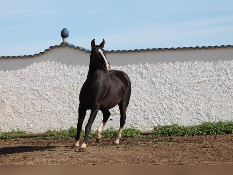 PRE Mix Mare 8 years 15,2 hh Black in Hümmel