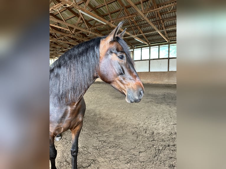 PRE Mix Mare 8 years 15,2 hh Brown in Gifhorn