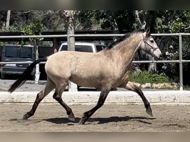 PRE Mare 8 years 15,2 hh Dun in Barcelona