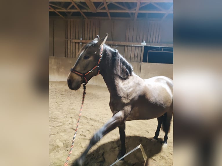 PRE Mix Mare 8 years 15.2 hh Dun in Hohenbrunn