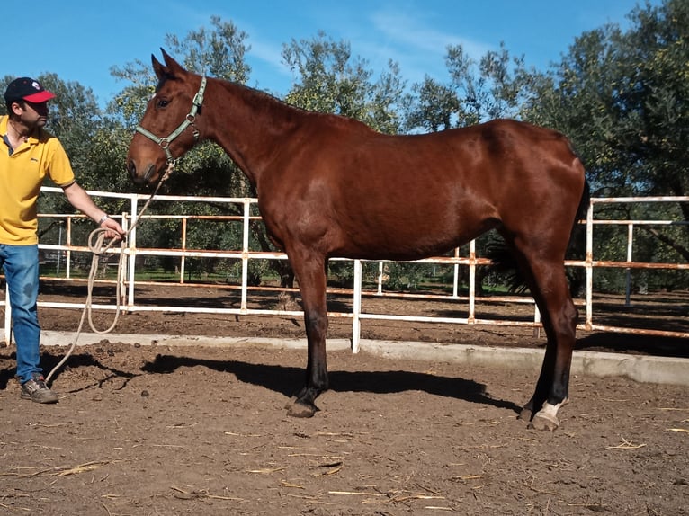 PRE Mare 8 years 15,2 hh in Las cabezas de san Juan