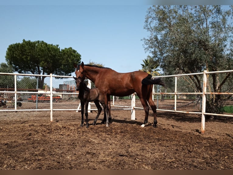 PRE Mare 8 years 15,2 hh in Las cabezas de san Juan