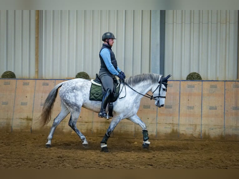 PRE Mix Mare 8 years 15,2 hh Gray in Neustadt (Wied)