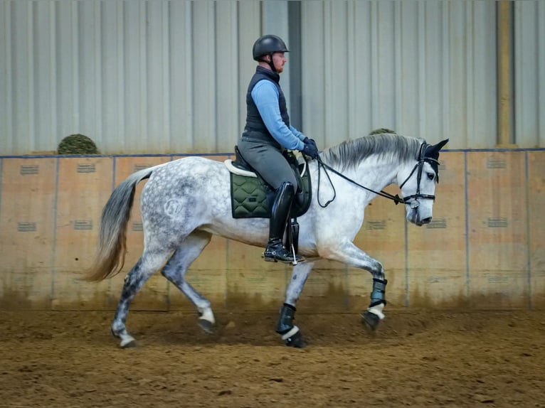 PRE Mix Mare 8 years 15,2 hh Gray in Neustadt (Wied)