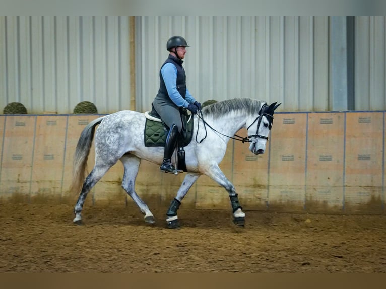 PRE Mix Mare 8 years 15,2 hh Gray in Neustadt (Wied)