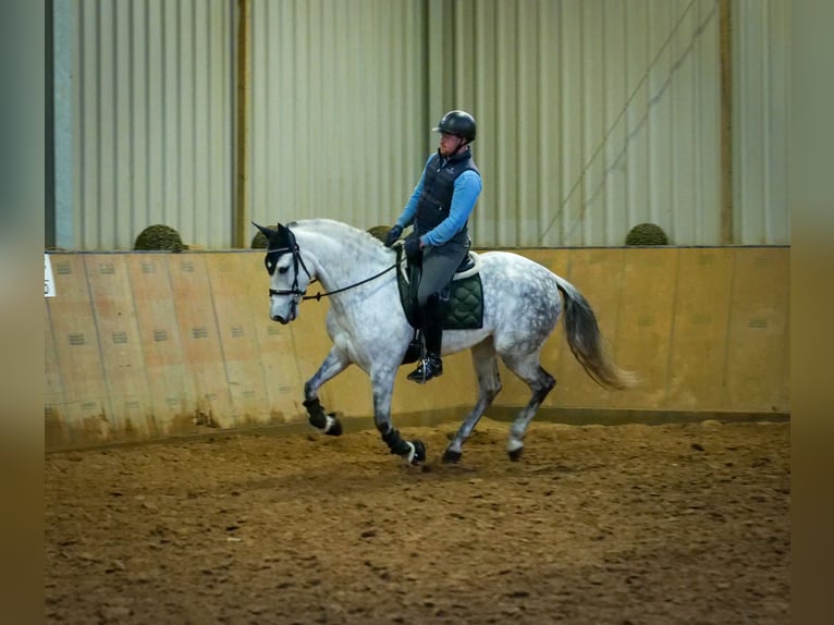 PRE Mix Mare 8 years 15,2 hh Gray in Neustadt (Wied)