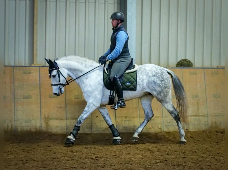 PRE Mix Mare 8 years 15,2 hh Gray in Neustadt (Wied)