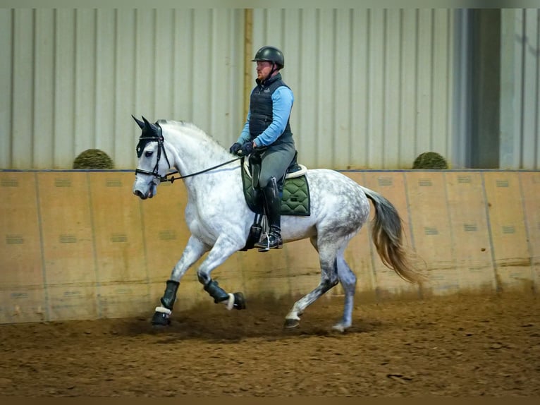 PRE Mix Mare 8 years 15,2 hh Gray in Neustadt (Wied)